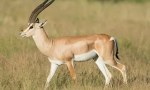 Jaran - long-legged pouštní rezident